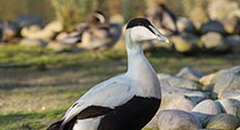 Sea Ducks - European Eider
